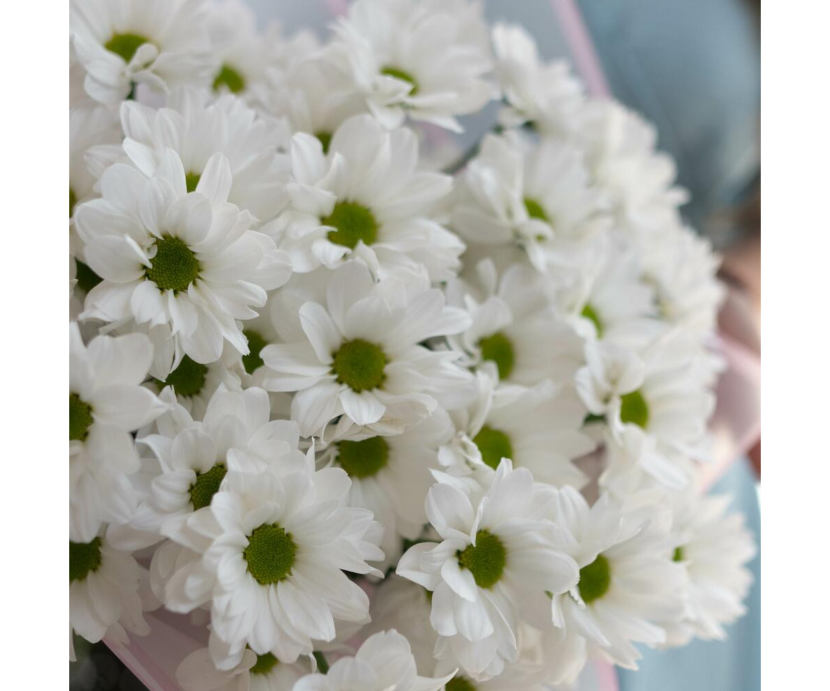 красивые белые хризантемы фото